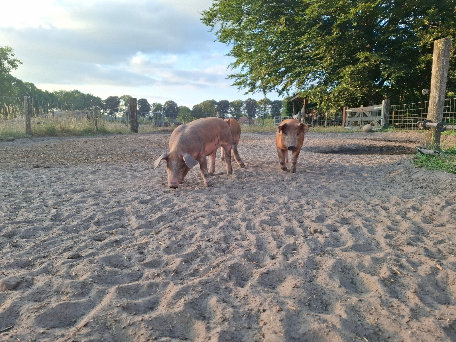 Biggen Duroc x Piétrain, mogen direct verhuizen., Dieren en Toebehoren, Vrouwelijk, Varken, 0 tot 2 jaar