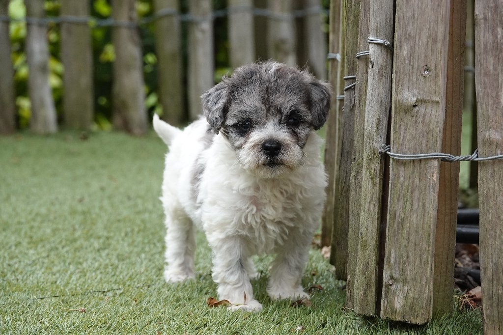 Magnifique chiot Maltipoo, Chien (mâle), Autres races, Belgique, Un chien