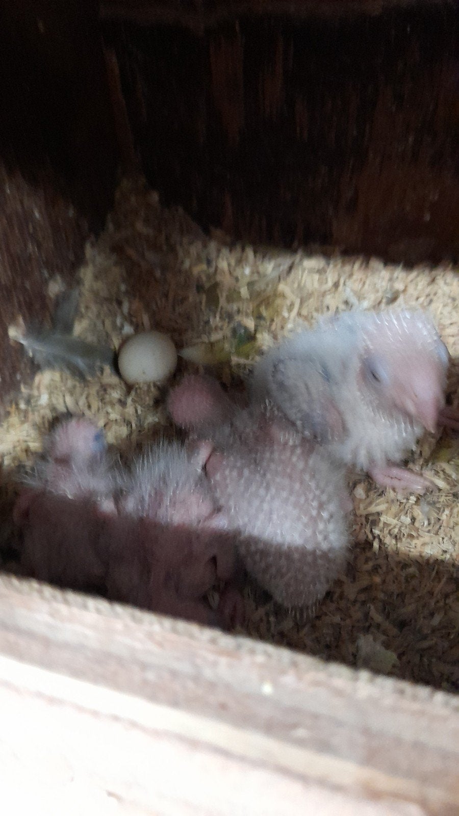 Jonge pyrrhura, Dieren en Toebehoren, Geringd