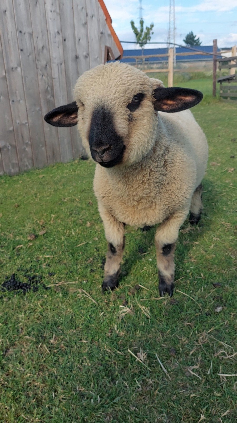 Hampshire down lammetjes., Animaux & Accessoires, Moutons, Chèvres & Cochons