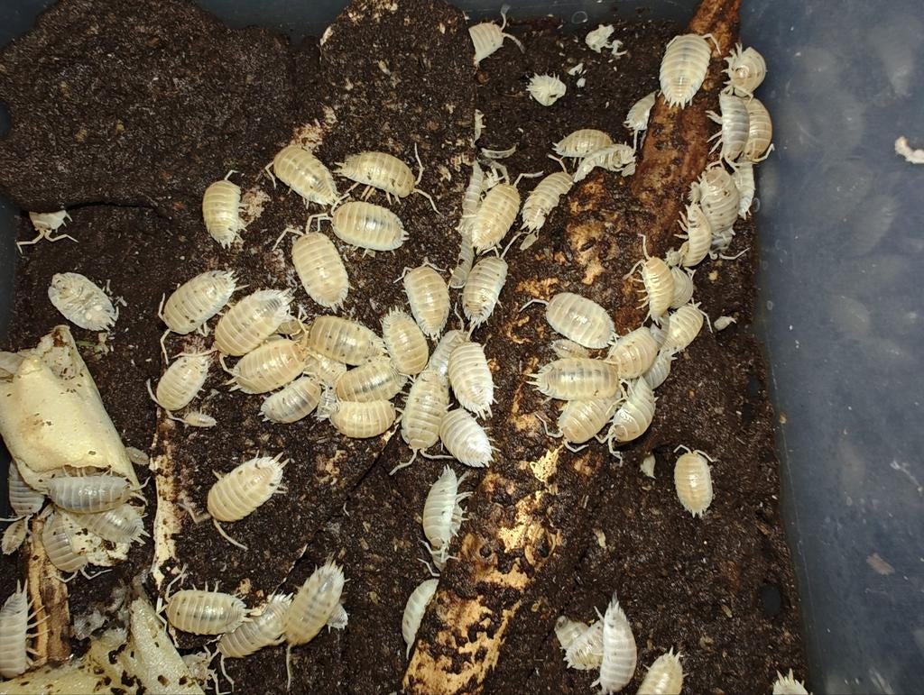 Kolonie Porcellio laevis white, Dieren en Toebehoren, Overige soorten