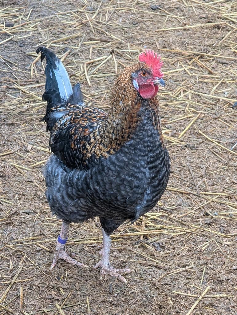 Jonge haan F1 olijflegger, Dieren en Toebehoren, Pluimvee, Kip, Mannelijk