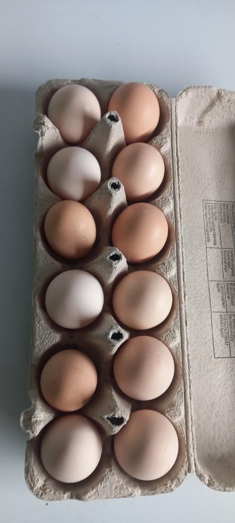 Broedeieren, te koop, Dieren en Toebehoren