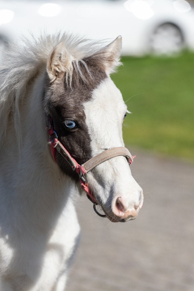 Grullo amerikaans merrietje, Dieren en Toebehoren, Merrie, A pony (tot 1.17m), Met stamboom, 0 tot 2 jaar
