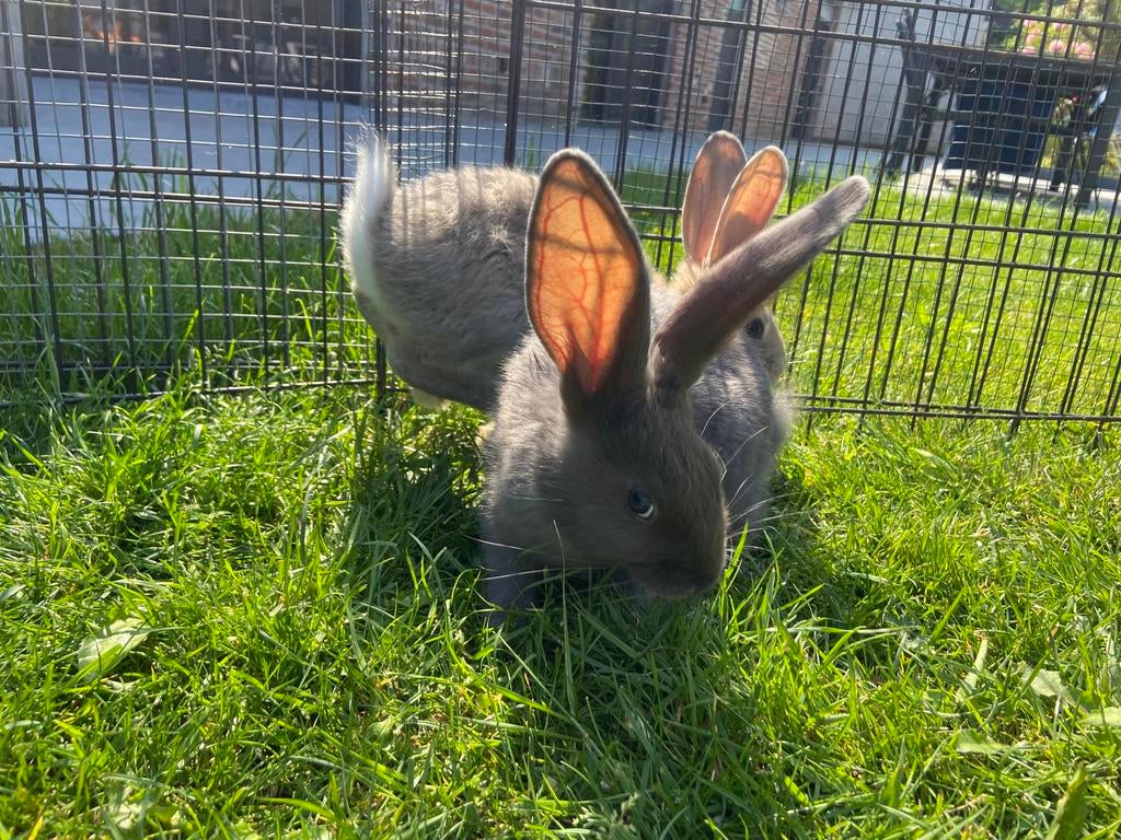 Vleeskonijnen 8 weken, Dieren en Toebehoren, Konijnen, Meerdere dieren, Groot, 0 tot 2 jaar