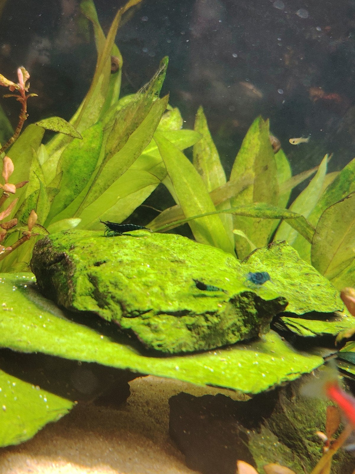 neocardina bleu