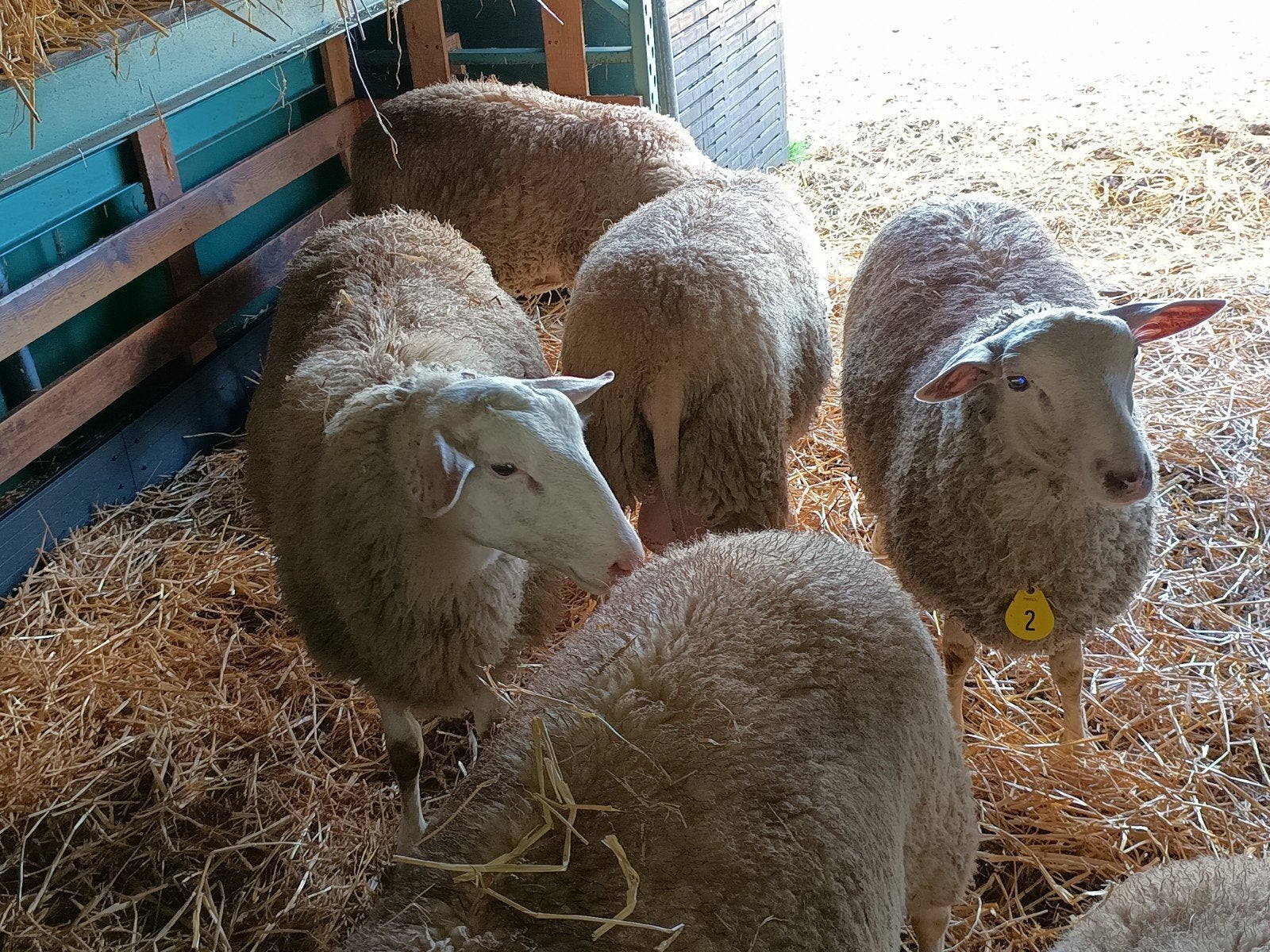 Belgisch Melkschaap ram lam te koop, Dieren en Toebehoren, Schapen, Geiten en Varkens, Mannelijk, Schaap, 0 tot 2 jaar