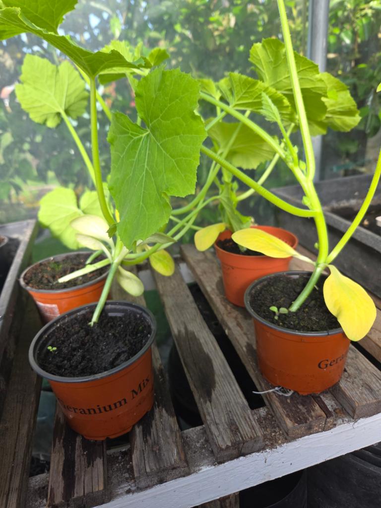 Courgette planten, Jardin & Terrasse, Enlèvement