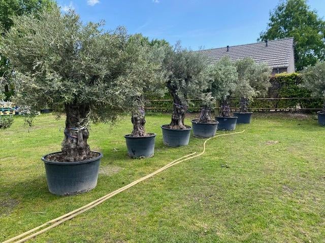TE KOOP: PRACHTIGE OUDE OLIJFBOMEN (olea europaea), Tuin en Terras, Lente, 100 tot 250 cm, Olijfboom, Ophalen