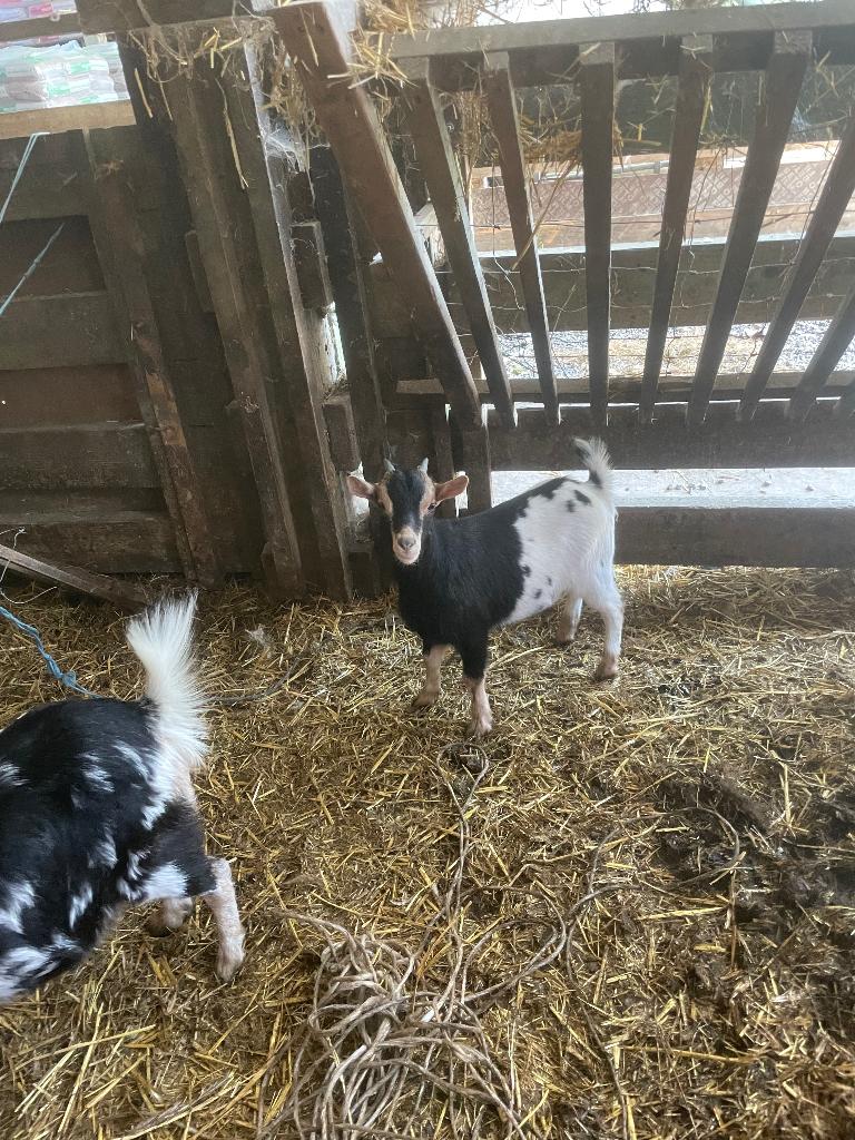 Geit met kleintje, Femelle, Chèvre