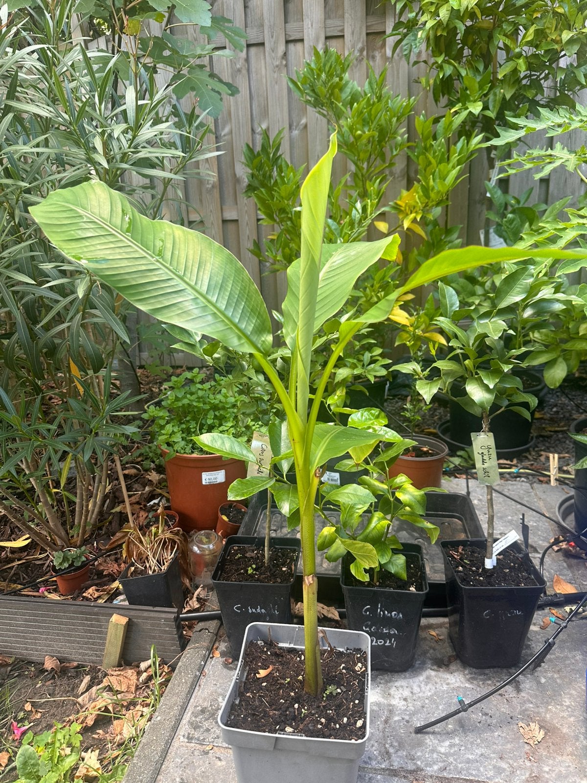 Banaan - Musa basjoo, Tuin en Terras, Planten | Tuinplanten, Volle zon, Vaste plant, Bloeit niet, Ophalen