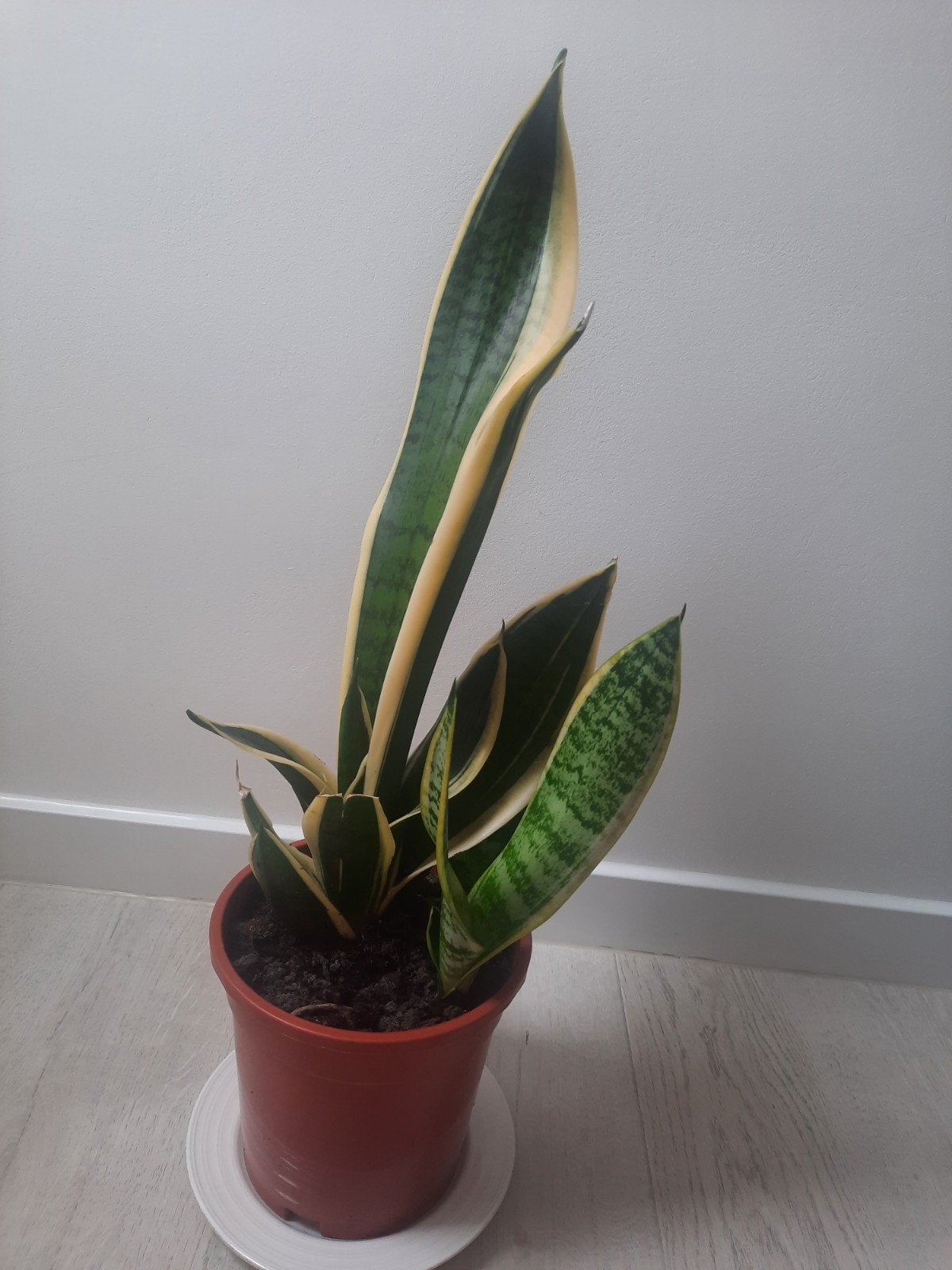 Sanseveria kamerplant, Ophalen
