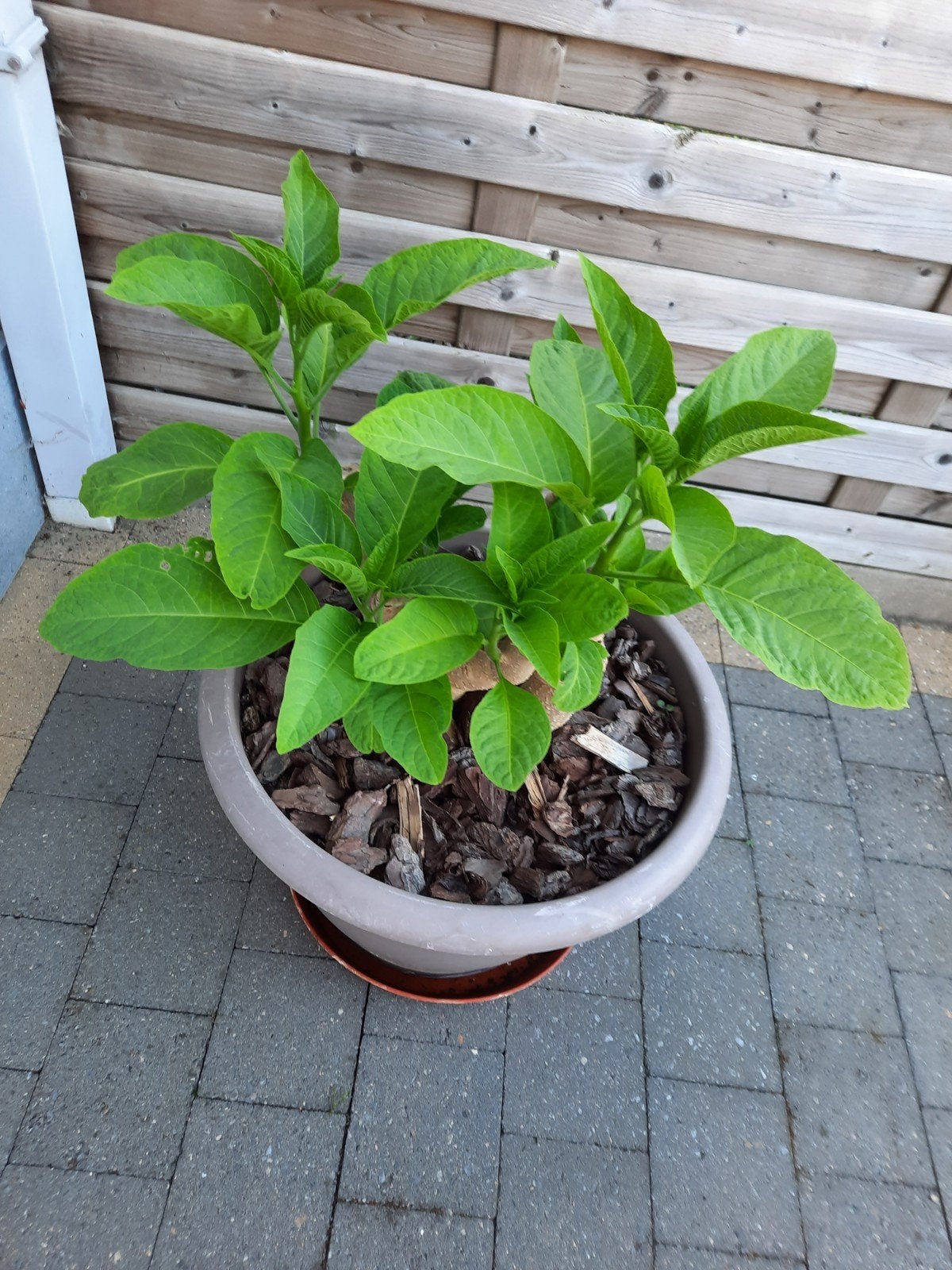 Roze brugmansia, Tuin en Terras, Planten | Tuinplanten, Ophalen, Zomer, Vaste plant, Halfschaduw