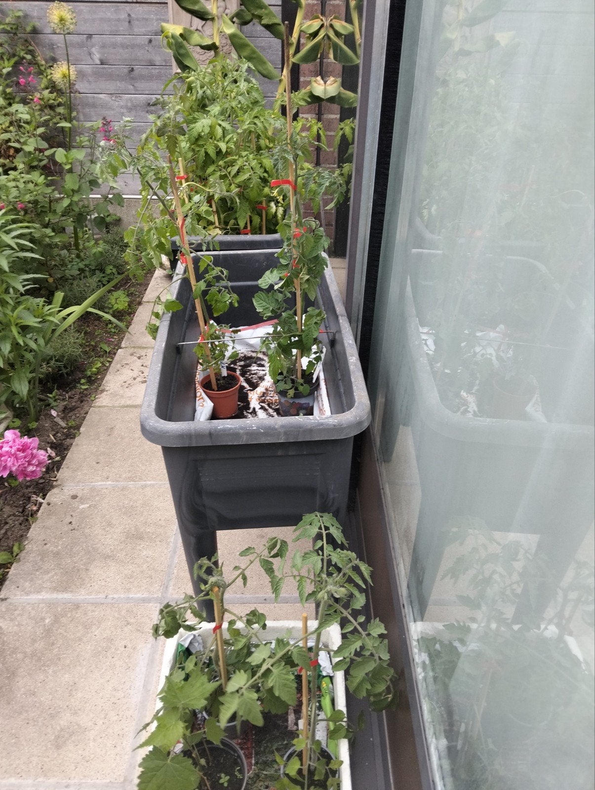 Tomaten planten, Ophalen