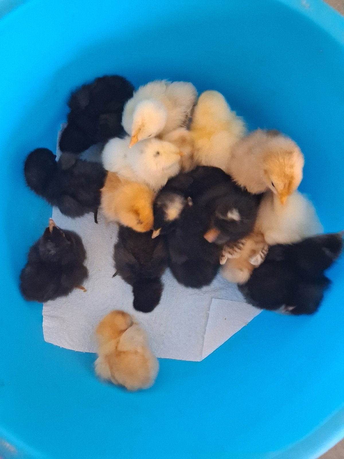 Kuikens, Dieren en Toebehoren, Pluimvee, Kip