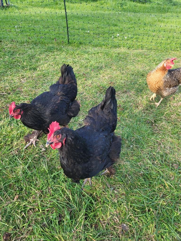 Cream Legbar en Marans, 4 hennen en 1 haan