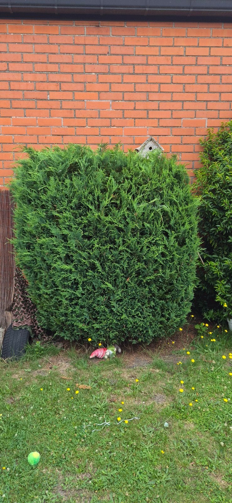 Coniceer, Tuin en Terras, Ophalen, Conifeer, Haag, 100 tot 250 cm