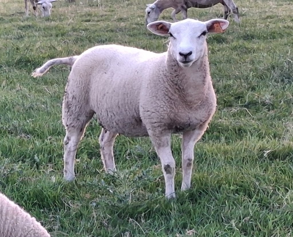 Stamboek swifter ooilammeren en ramlammeren te koop, Plusieurs animaux, Mouton, 0 à 2 ans