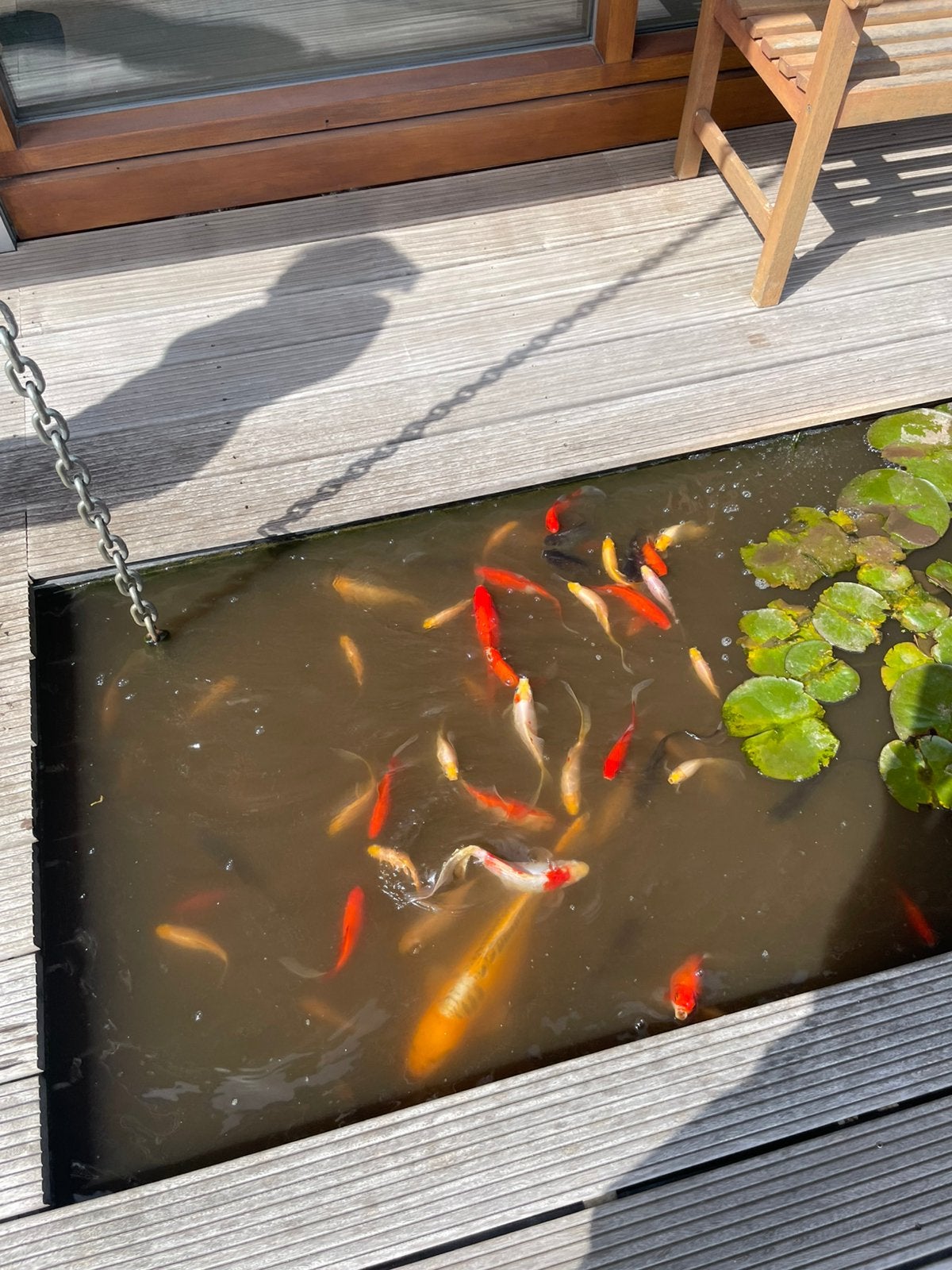 Siervissen verschillende soorten en kleuren, Dieren en Toebehoren, Vissen | Vijvervissen