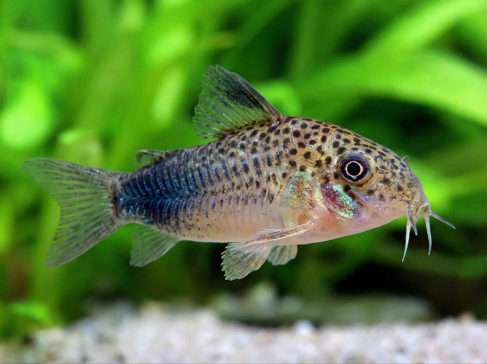 Corydoras Similis, Animaux & Accessoires, Poisson, Poisson d'eau douce, Banc de poissons
