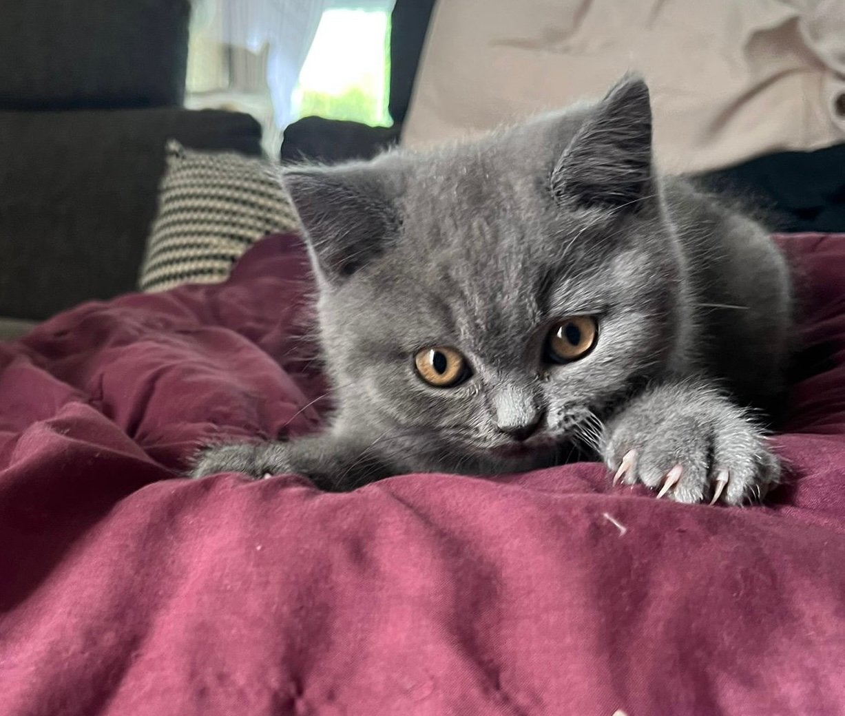 Britse korthaar kittens blauw/grijs, Dieren en Toebehoren, Gechipt