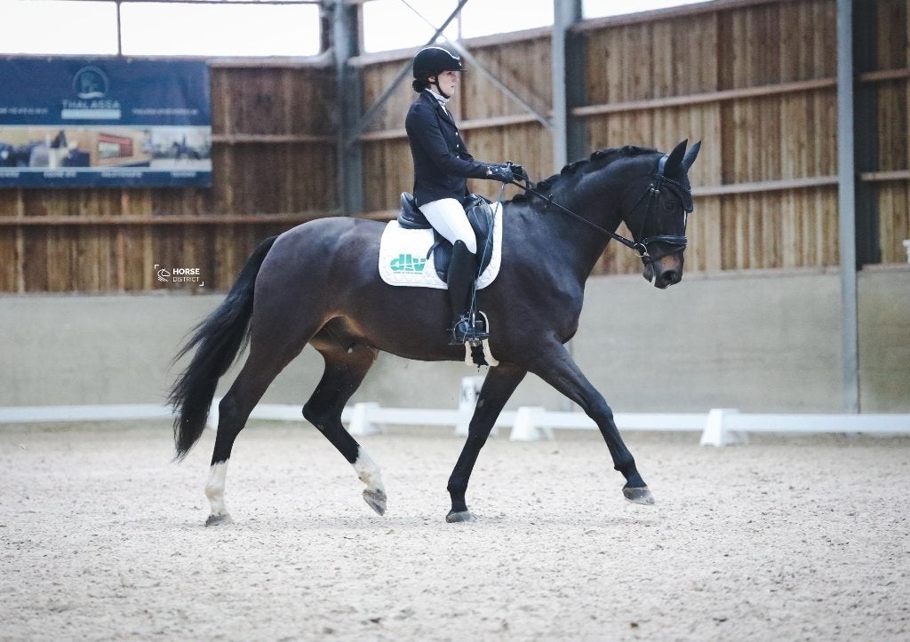 Ervaren ruin zoekt nieuwe 5*- thuis, Dieren en Toebehoren, ZZ, Met stamboom, Ruin, Dressuurpaard