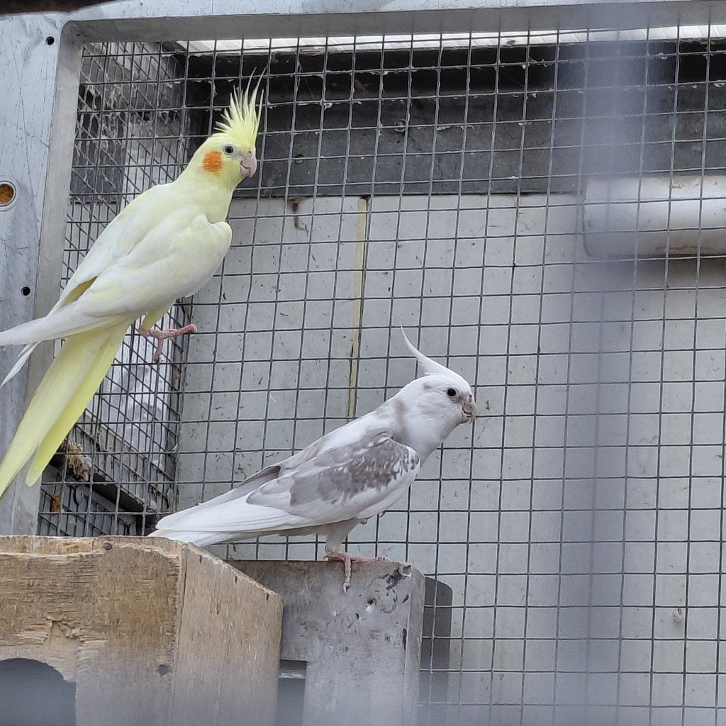 Koppel valkparkieten, Dieren en Toebehoren, Vogels | Parkieten en Papegaaien, Meerdere dieren, Parkiet