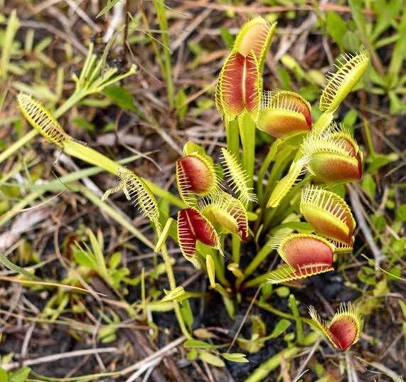 Venus vliegenvanger zaden - Dionaea muscipula - vleesetende, Ophalen of Verzenden, Zaad