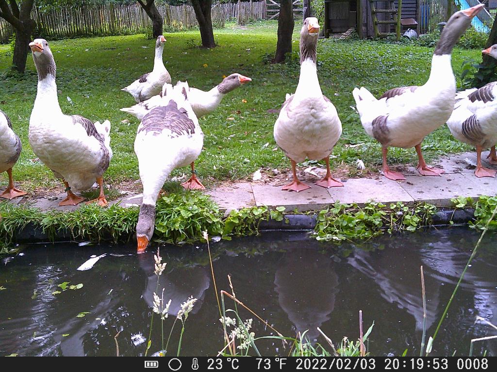 laatste broedeieren van raszuivere Vlaamse ganzen, Oie ou Cygne