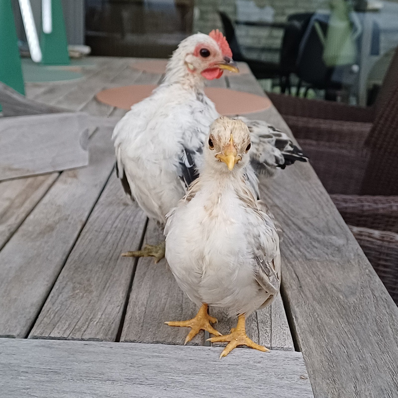 jeune couple Serama, Animaux & Accessoires, Plusieurs animaux, Poule ou poulet