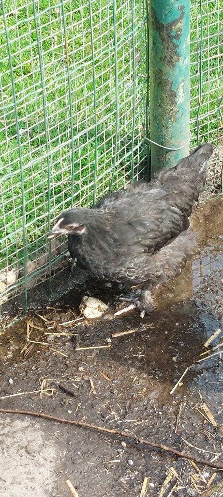 2 marans kippen