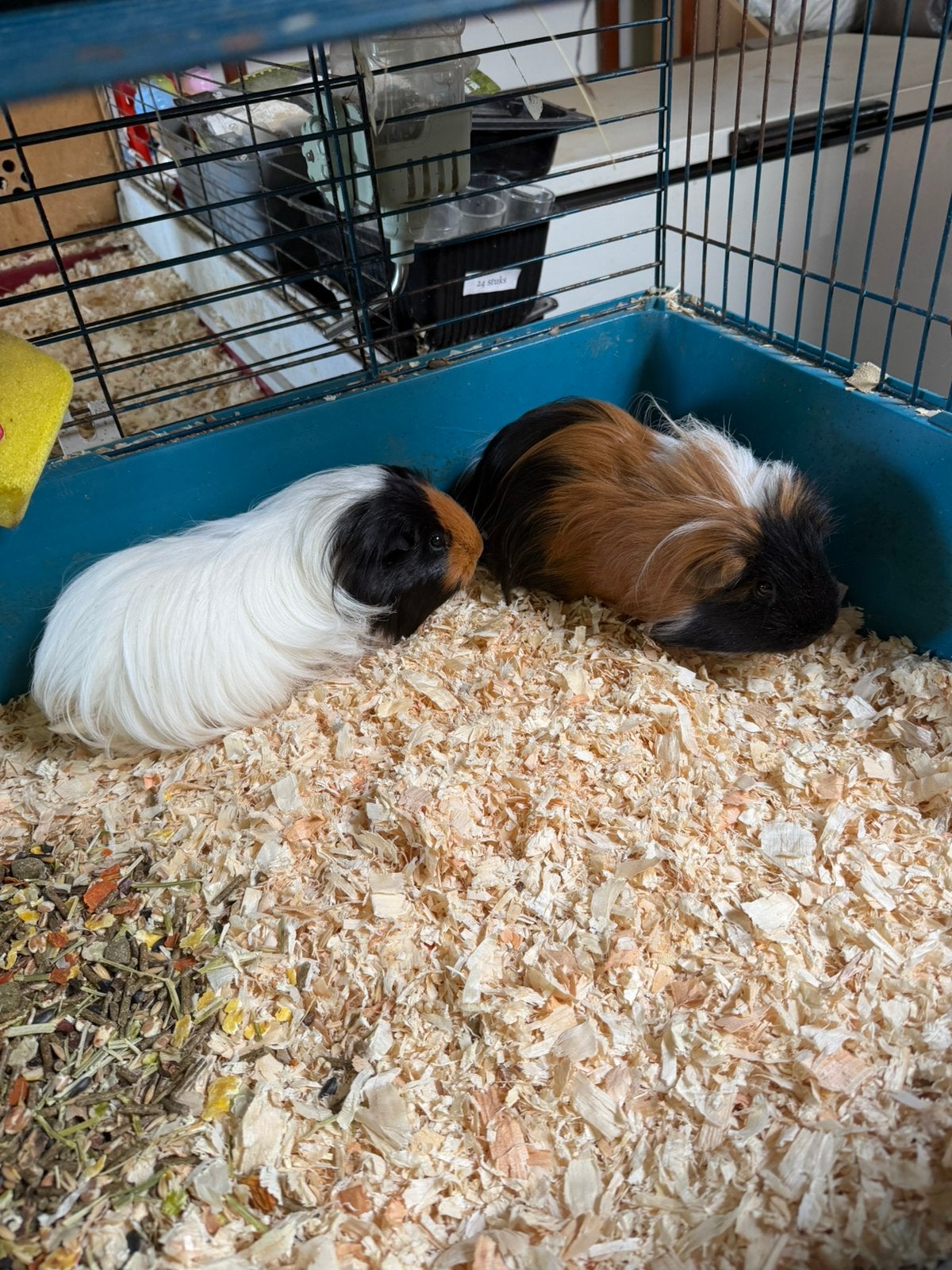 Cavia koppel, Février, Domestique, Plusieurs animaux, Cobaye