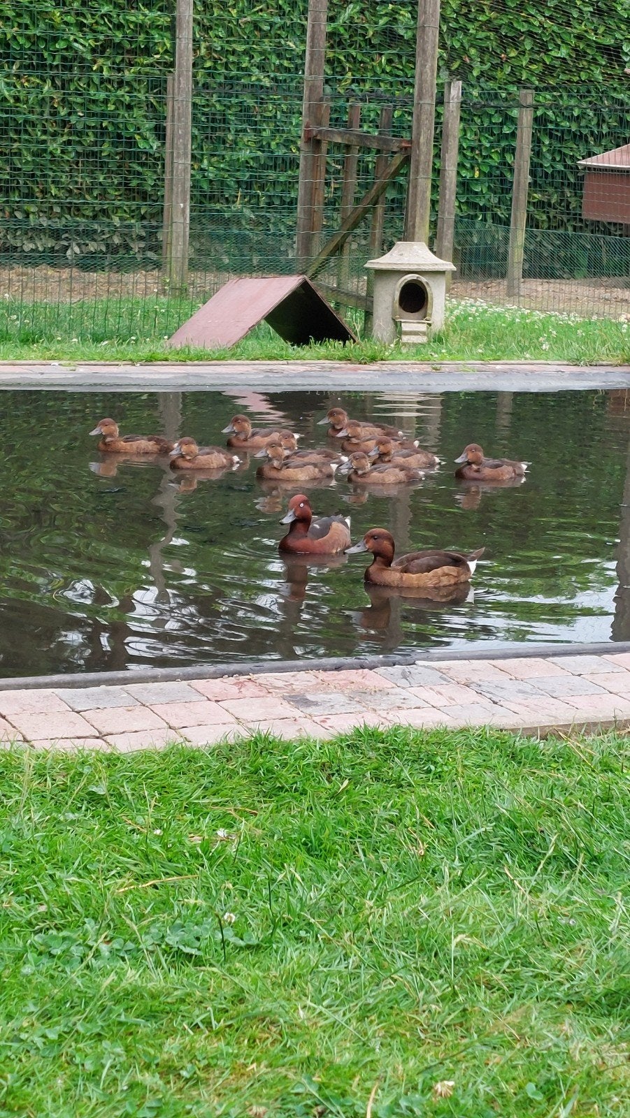 Siereenden: witoogeenden en zilver bahamapijlstaarten, Dieren en Toebehoren, Meerdere dieren, Eend