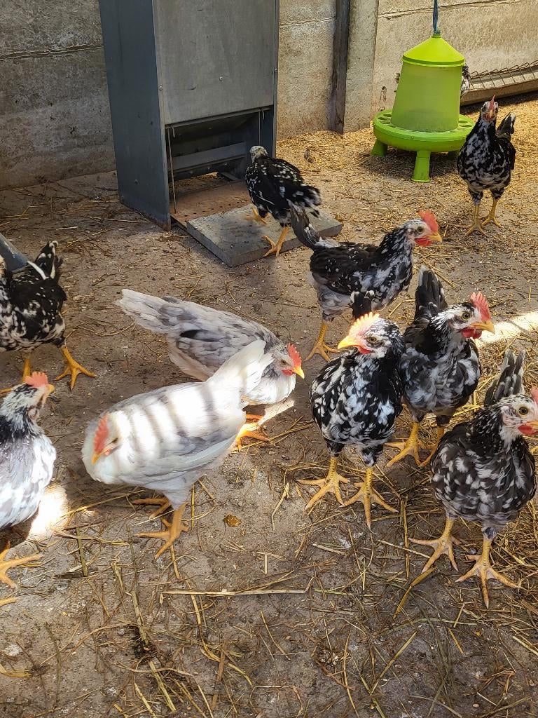 Coq ancona, Mâle, Poule ou poulet