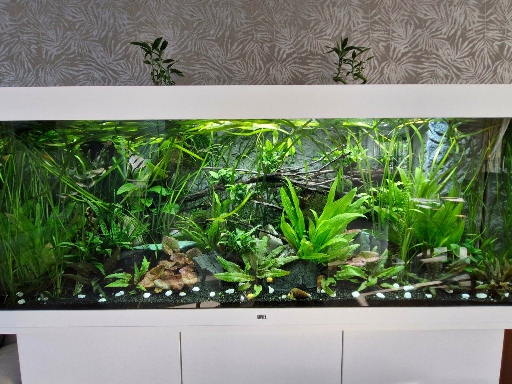 Juwel Rio 450 White LED, Dieren en Toebehoren, Vissen | Aquaria en Toebehoren, Ophalen, Inclusief vissen, Zo goed als nieuw, Leeg aquarium
