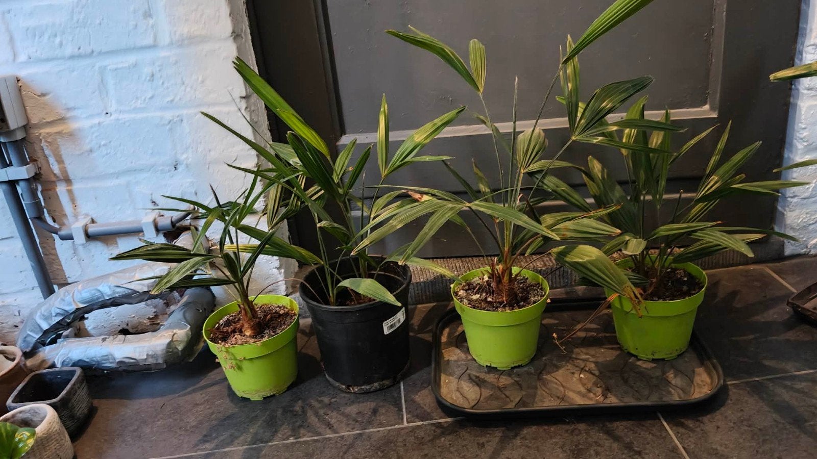 Palmier Trachycarpus 30-40cm 7 pièces, Jardin & Terrasse, Plantes | Jardin, Enlèvement, Plante fixe, Autres espèces