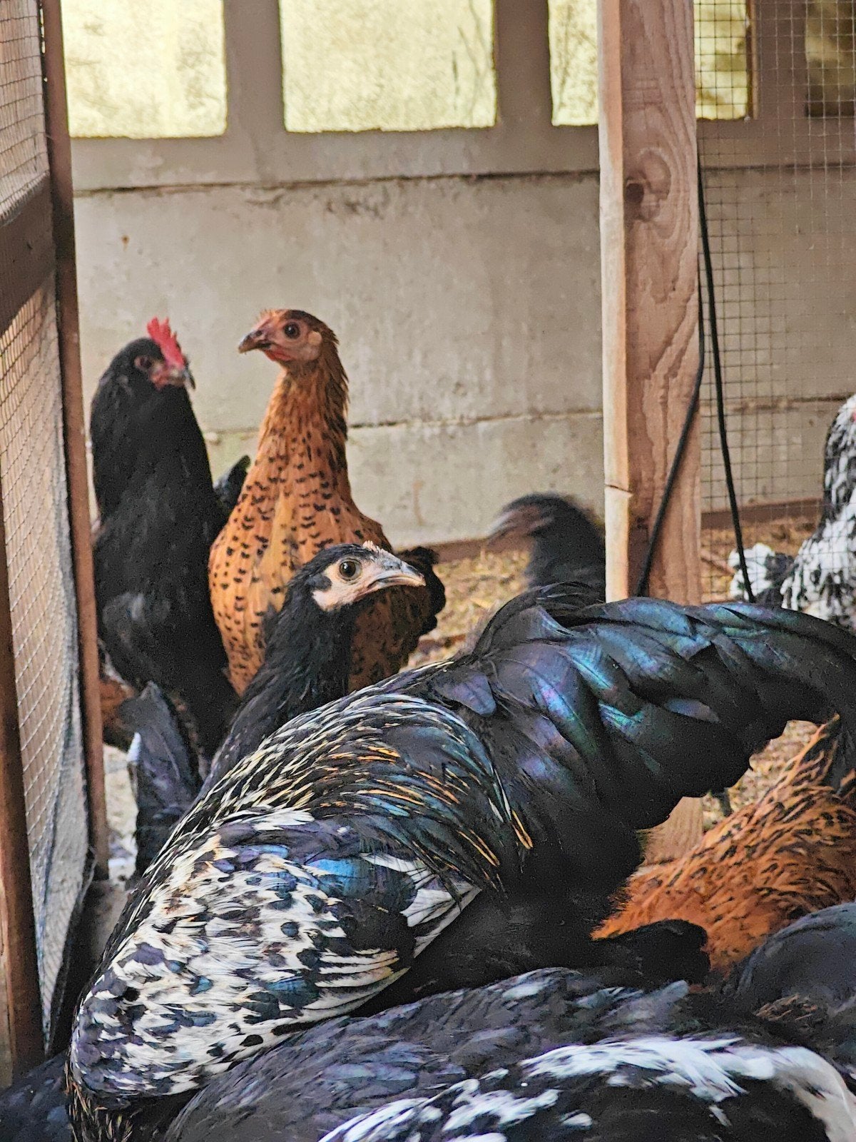 Jonge leghornen verschillende kleuren - hennen en hanen, Dieren en Toebehoren