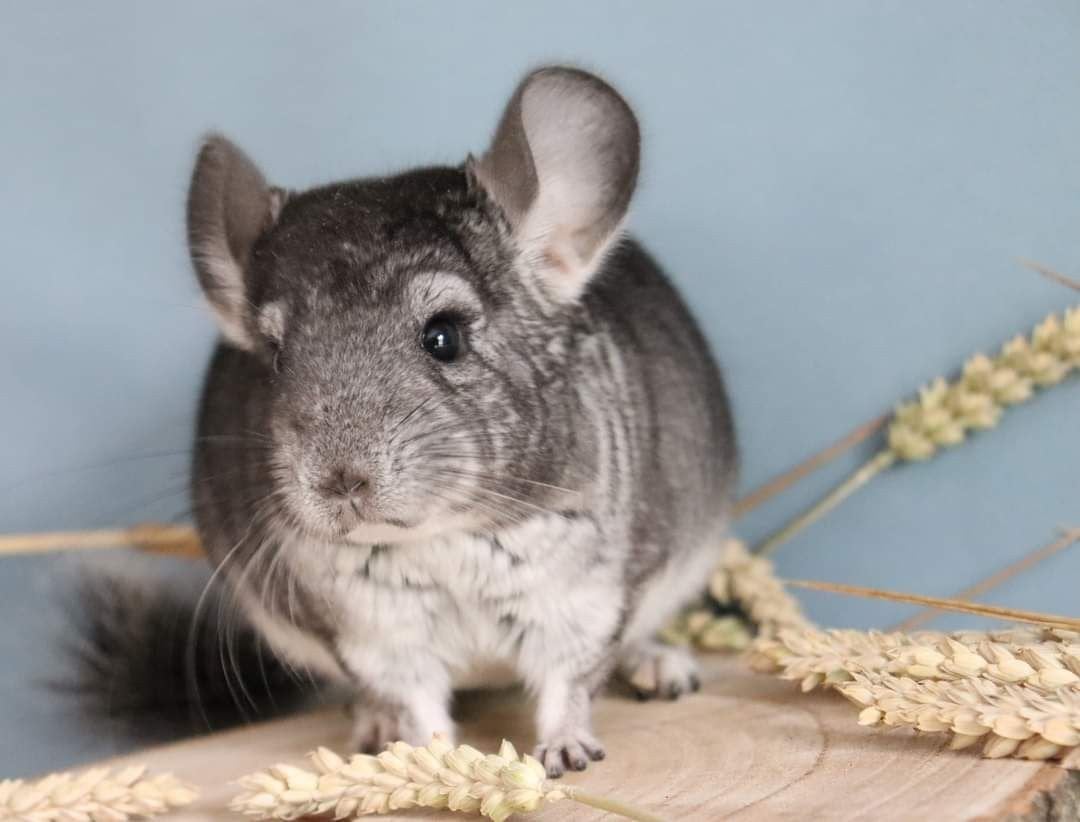 Chinchilla’s met stamboom, maatwerk terrarium en extra's, Animaux & Accessoires, Juillet, Mâle, Chinchilla