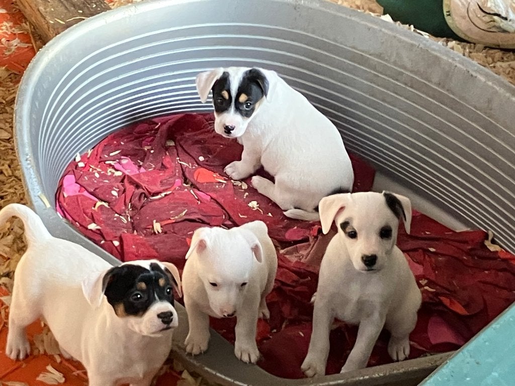 Chiots Jack Russell à pattes hautes, Maladie de Carré (chiens), 8 à 15 semaines, Plusieurs, Éleveur | Loisir
