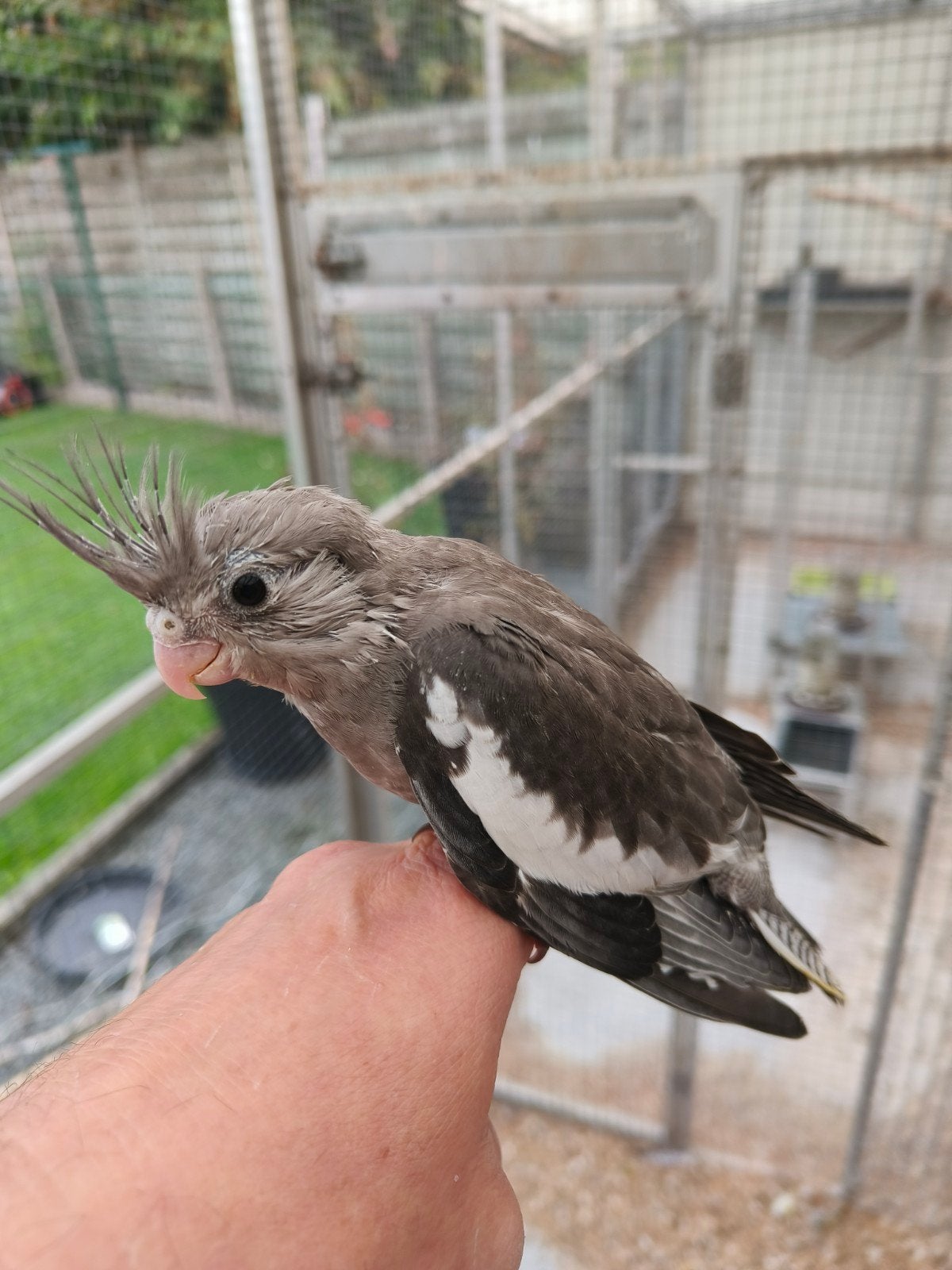 handtamme valkparkiet, Dieren en Toebehoren