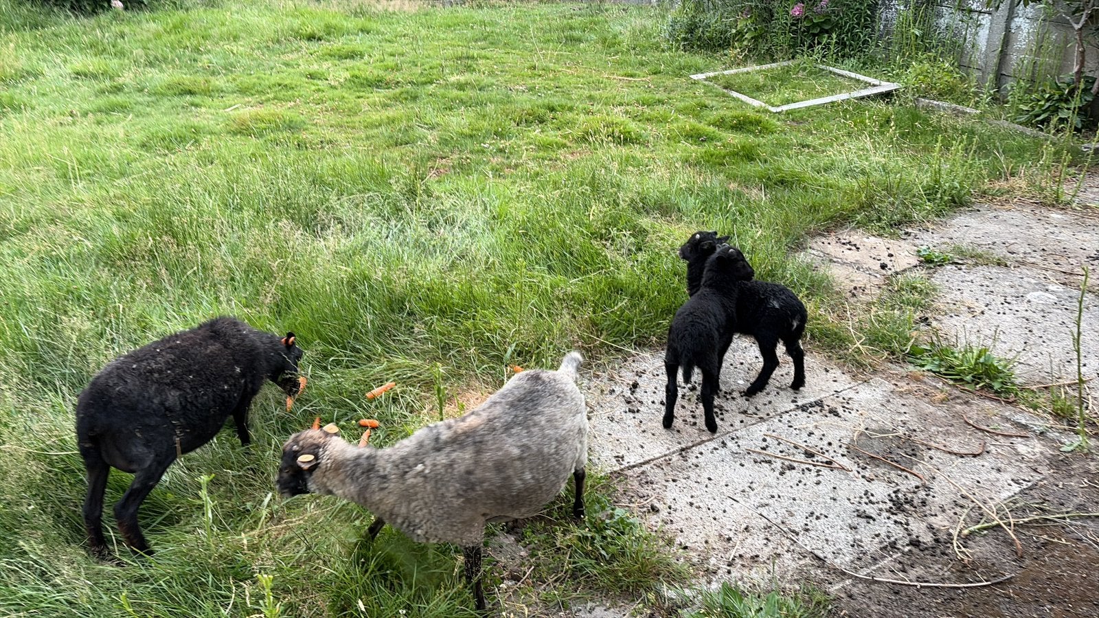 zwarte ouessant bokjes 2 stuks beschikbaar, Dieren en Toebehoren, Mei, Mannelijk