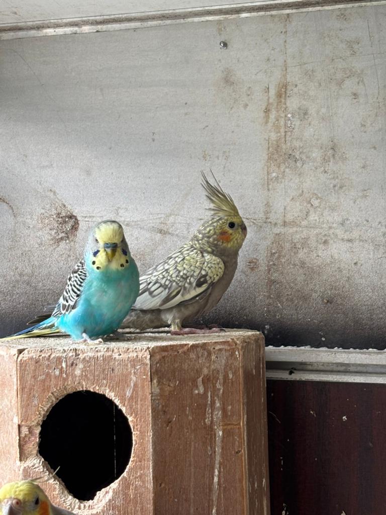 Grasparkieten koppel + 2 mannen, Dieren en Toebehoren, Meerdere dieren, Parkiet