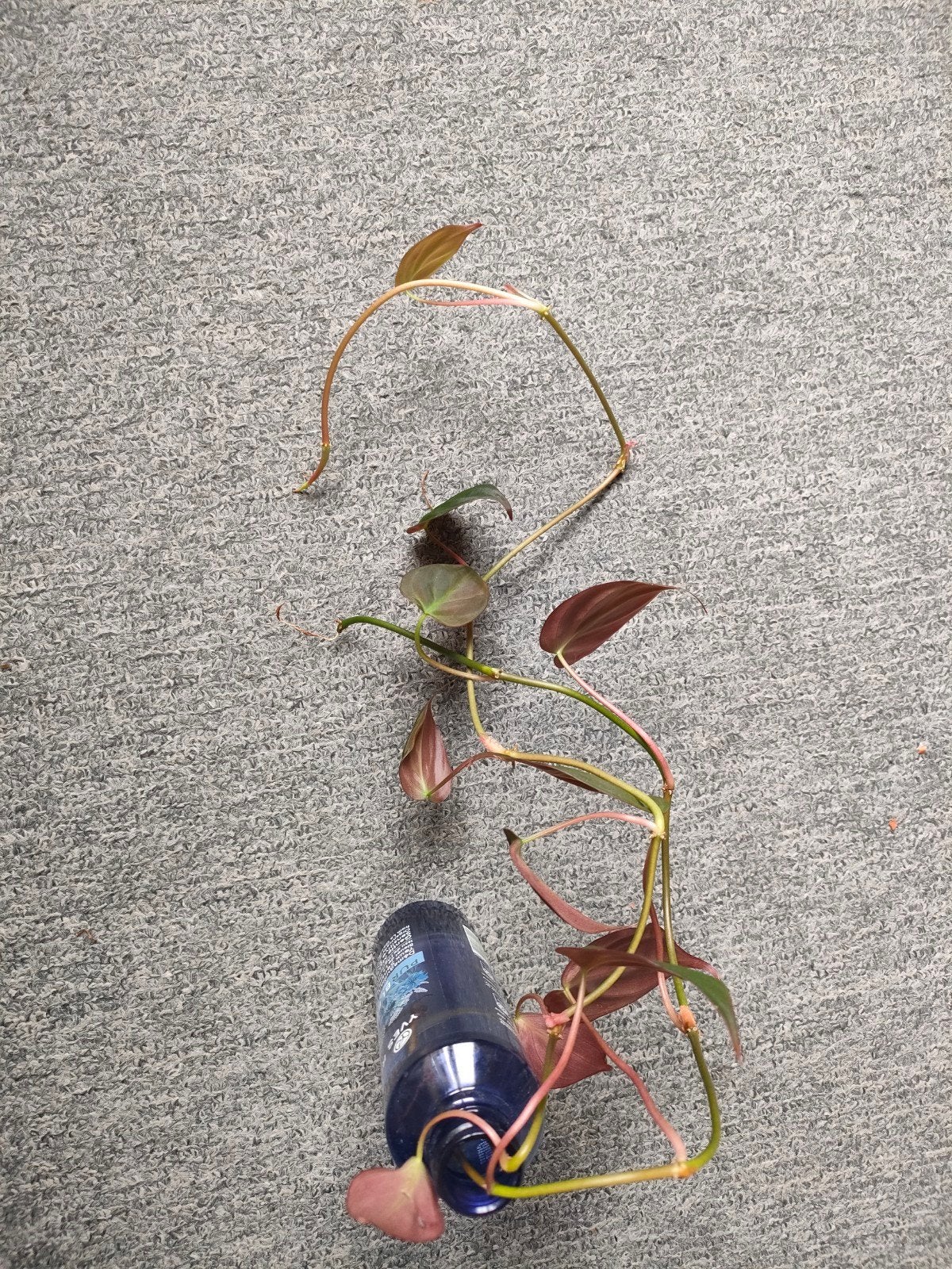 Philodendron micans stekjes, Huis en Inrichting, Kamerplanten, Ophalen