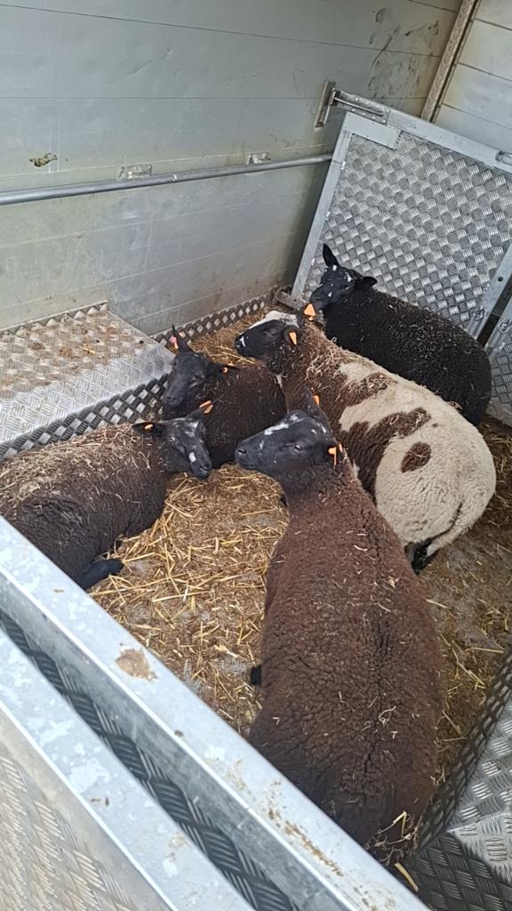 Rammen te koop, Dieren en Toebehoren, Schapen, Geiten en Varkens, Mannelijk, Schaap, 0 tot 2 jaar