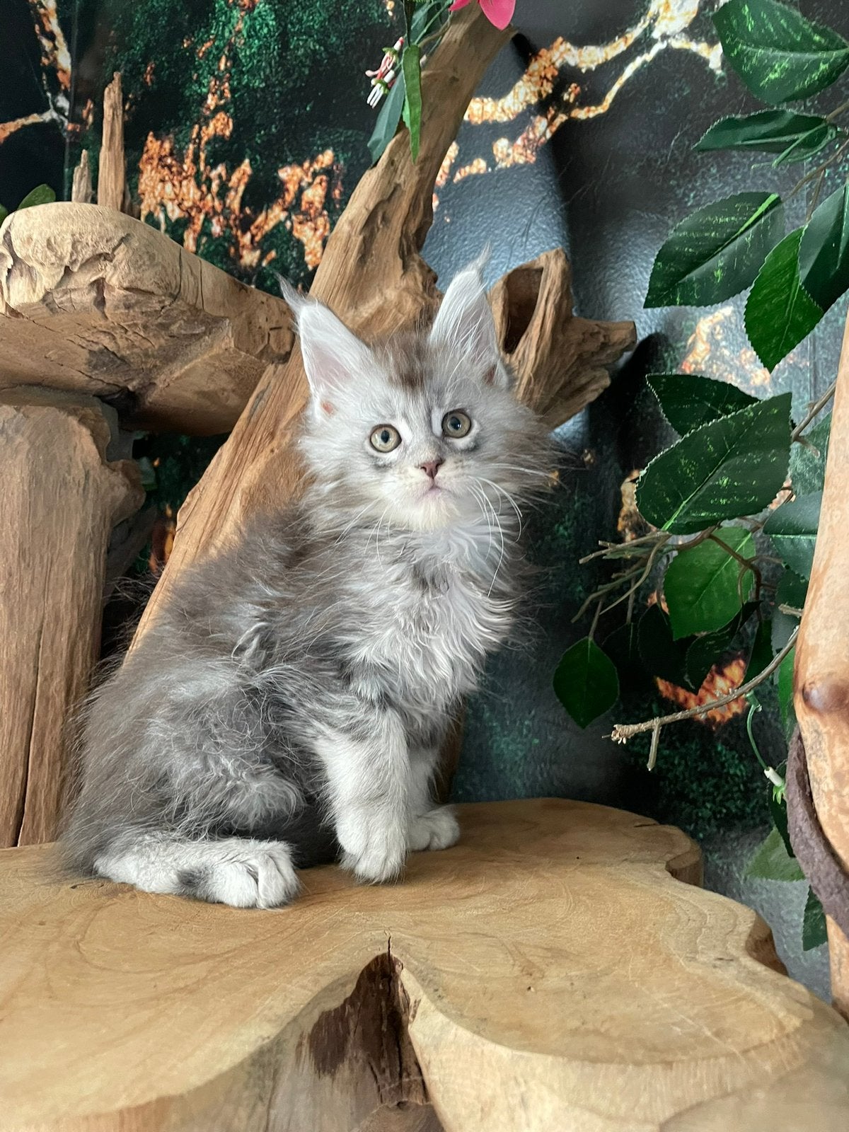 Maine coon, Dieren en Toebehoren, Meerdere dieren, Met stamboom, 0 tot 2 jaar