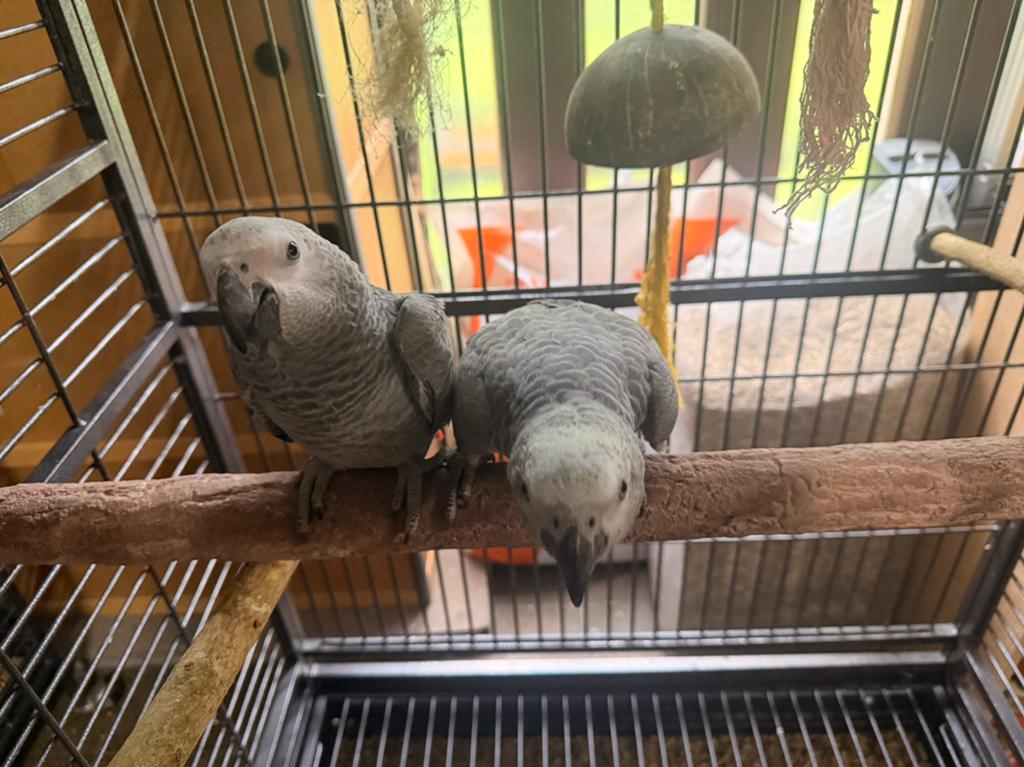 Jeune gris du gabon, Animaux & Accessoires