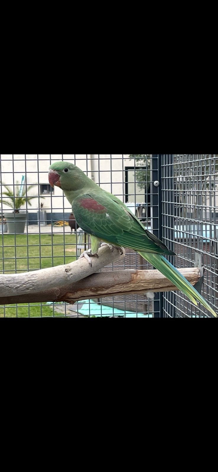 Alexander Vert foncé, Femelle, Perruche, Bagué