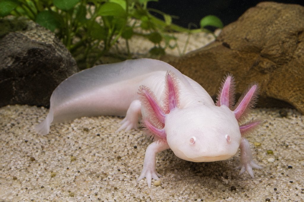 Axolotl leucistique + livraison, Autres types, Poisson d'eau douce