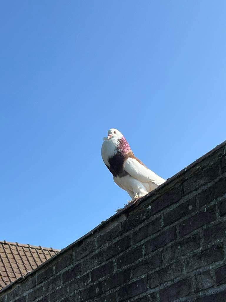 Gentse kropper, Animaux & Accessoires, Oiseaux | Pigeons, Boulant