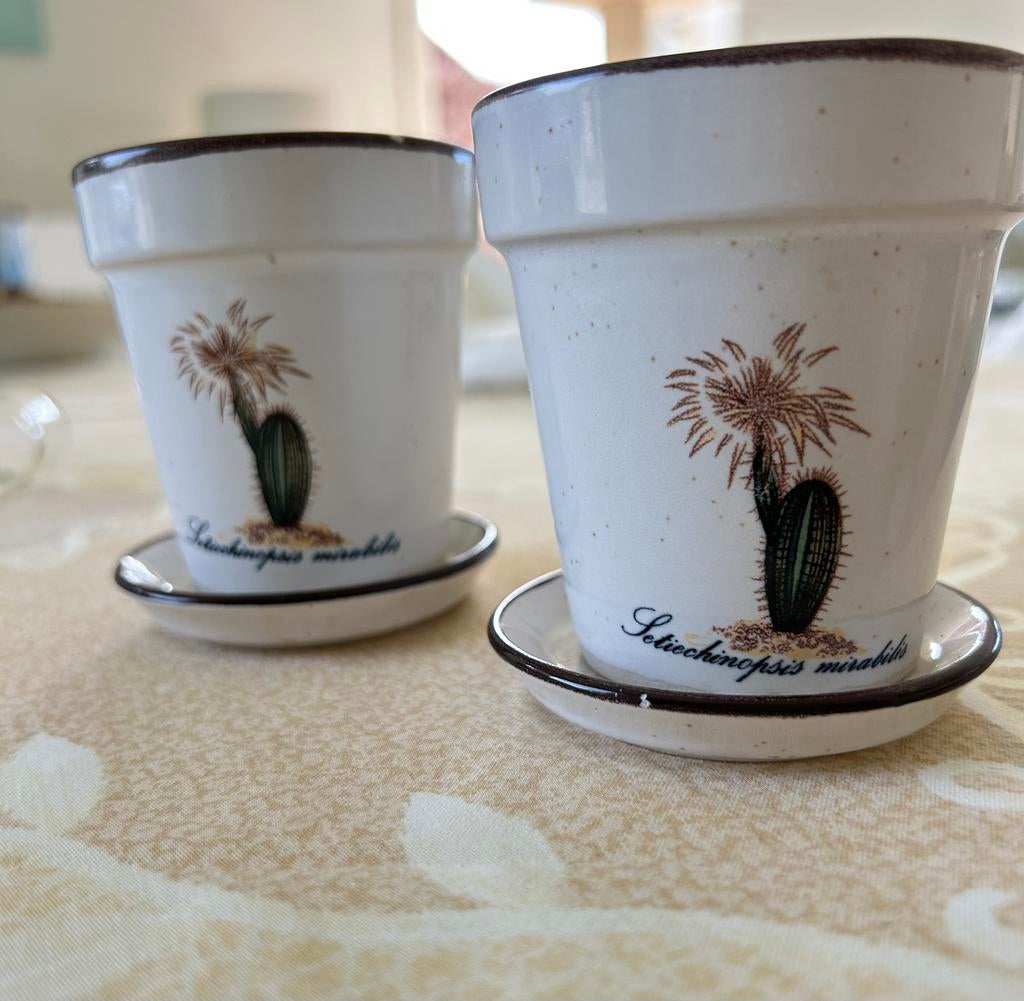 2 pots de fleurs de cactus avec bol, Jardin & Terrasse, Enlèvement ou Envoi, Moins de 25 cm, Rond, Comme neuf